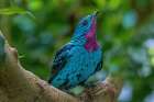 South America-Peru Close-up of spangled cotinga bird in tree Art Print